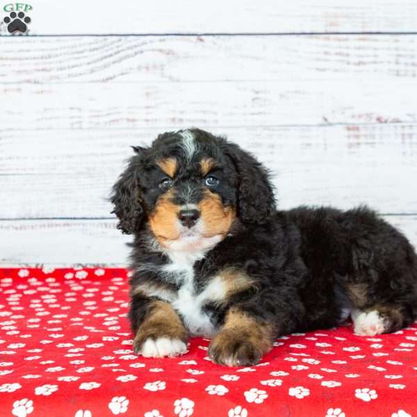 Barry, Bernedoodle Puppy